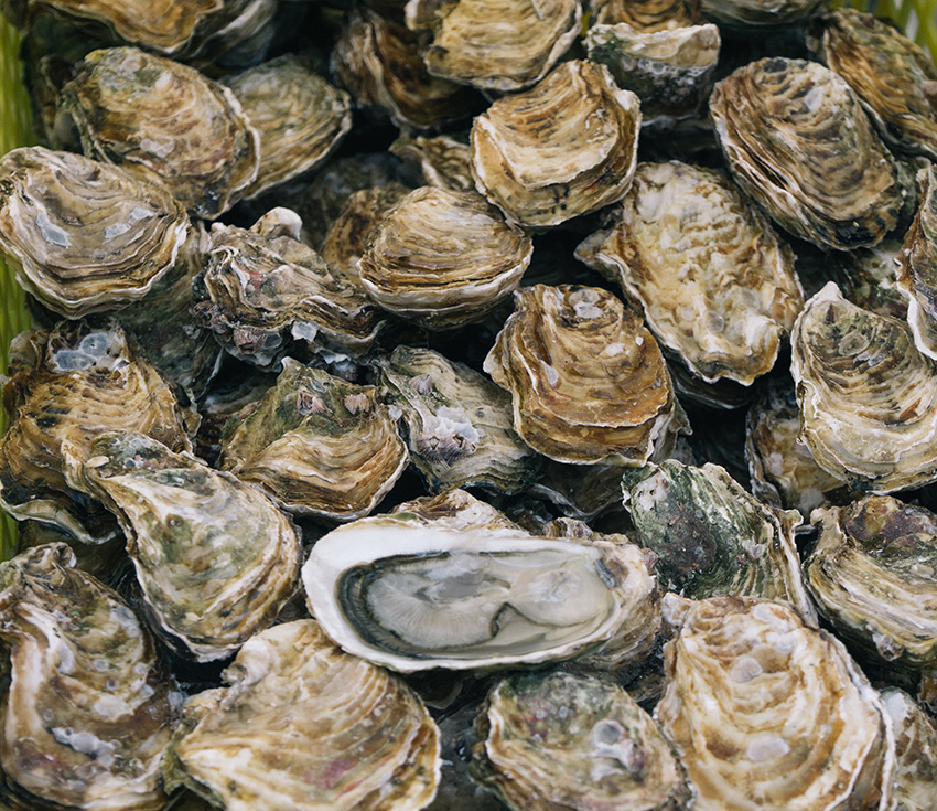 Solar barge to take oyster farming deeper