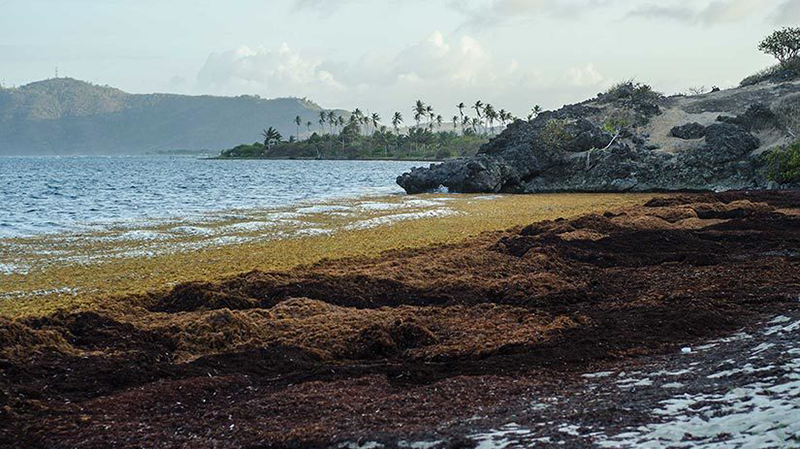 seaweed levels
